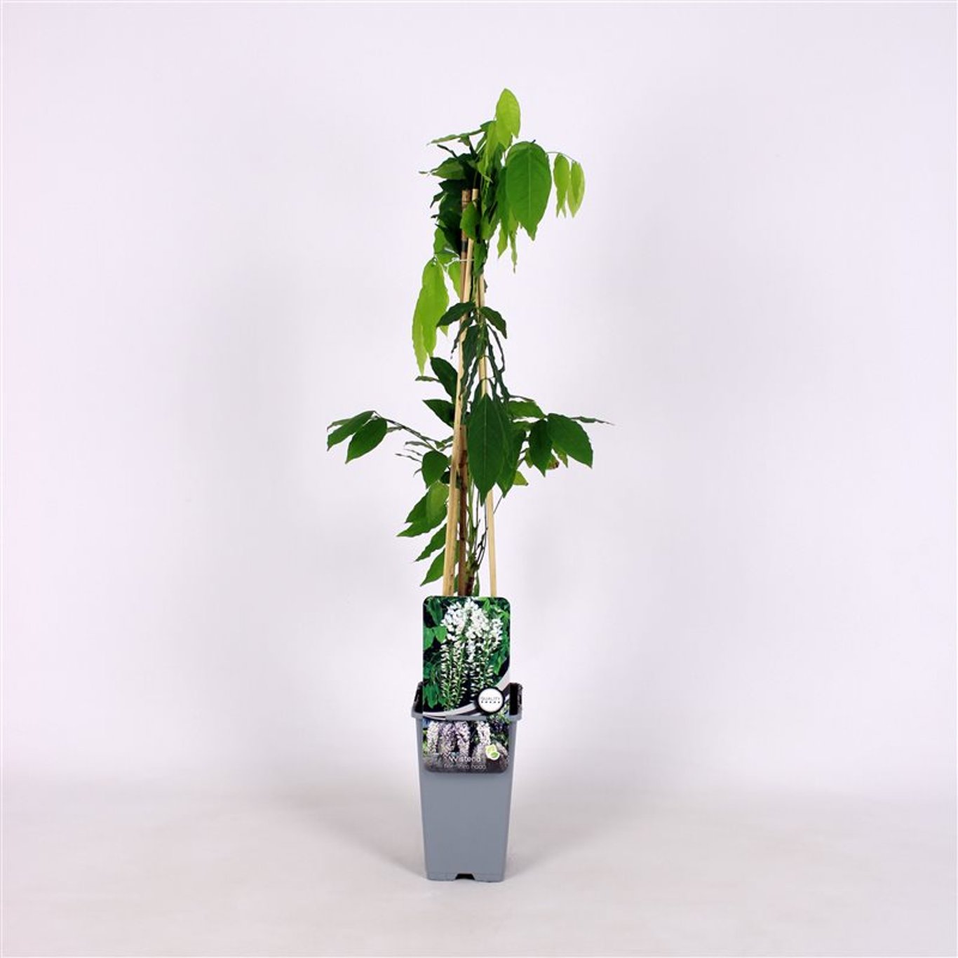 Blåregn – Wisteria floribunda 'Shiro-noda' - C2 70/+ CM